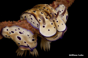 Mirror Mirror 2 - (Chromodoris Nudibranch)
Photo was sho... by William Loke 